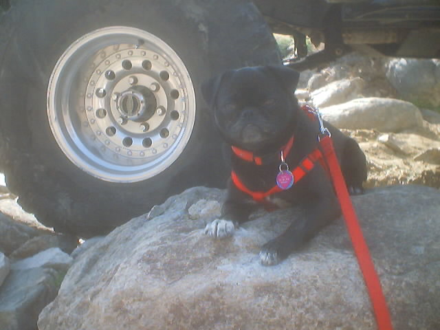 Suzi the rock dog!